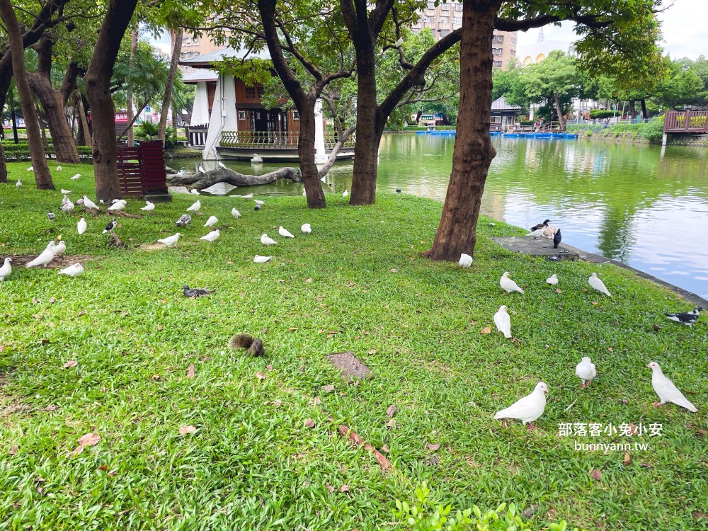【臺中公園】台中市區唯一可以划算的湖泊森林園區