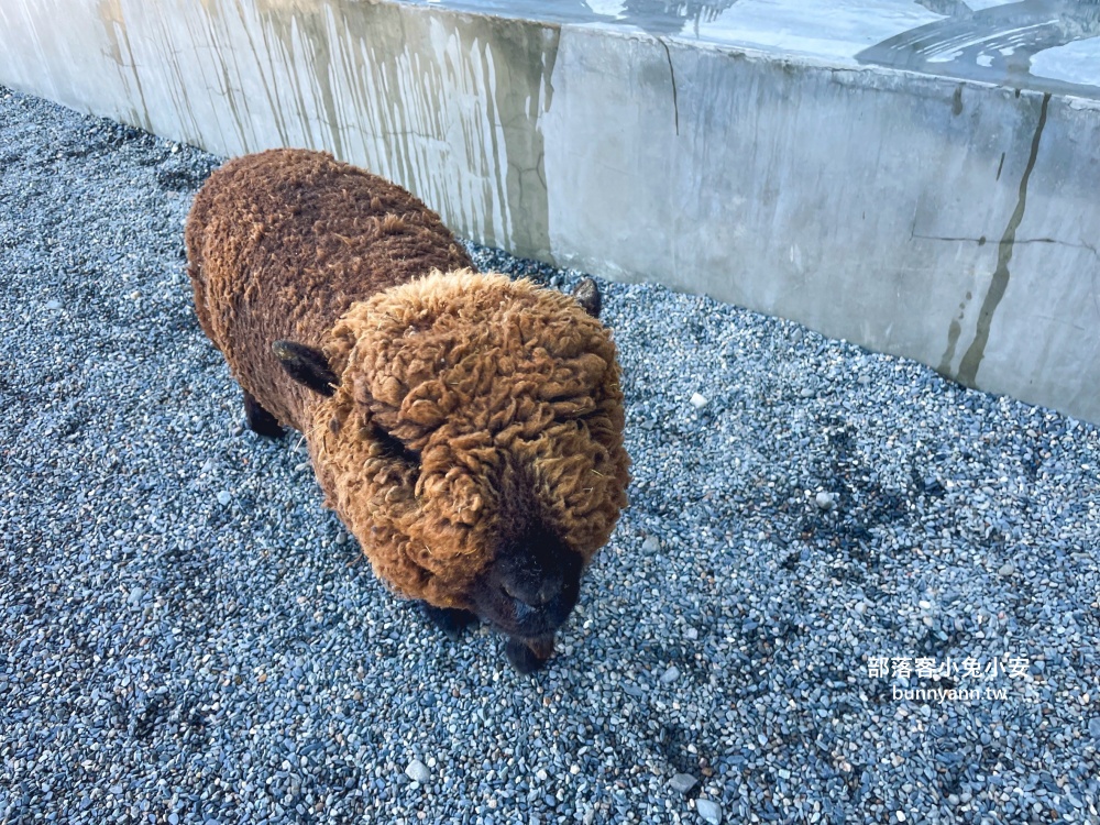 三星鄉【宜蘭樹懶餐廳】張美阿嬤農場2.0版，可愛泰迪羊萌力爆發