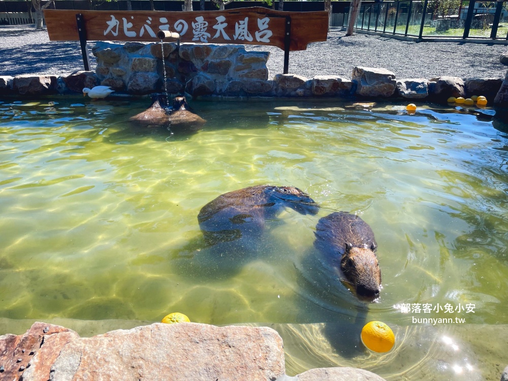 三星鄉【宜蘭樹懶餐廳】張美阿嬤農場2.0版，可愛泰迪羊萌力爆發