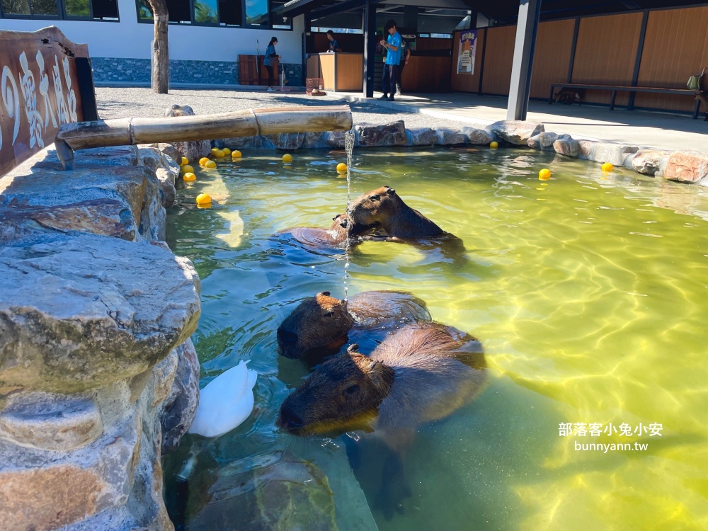 三星鄉【宜蘭樹懶餐廳】張美阿嬤農場2.0版，可愛泰迪羊萌力爆發