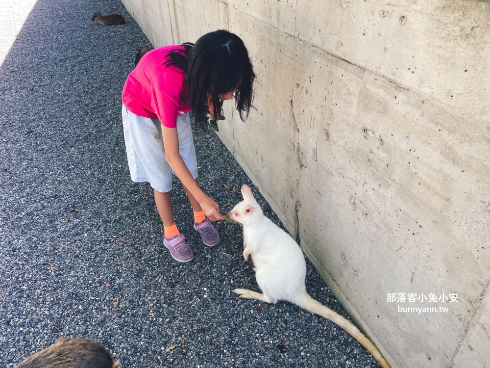 三星鄉【宜蘭樹懶餐廳】張美阿嬤農場2.0版，可愛泰迪羊萌力爆發