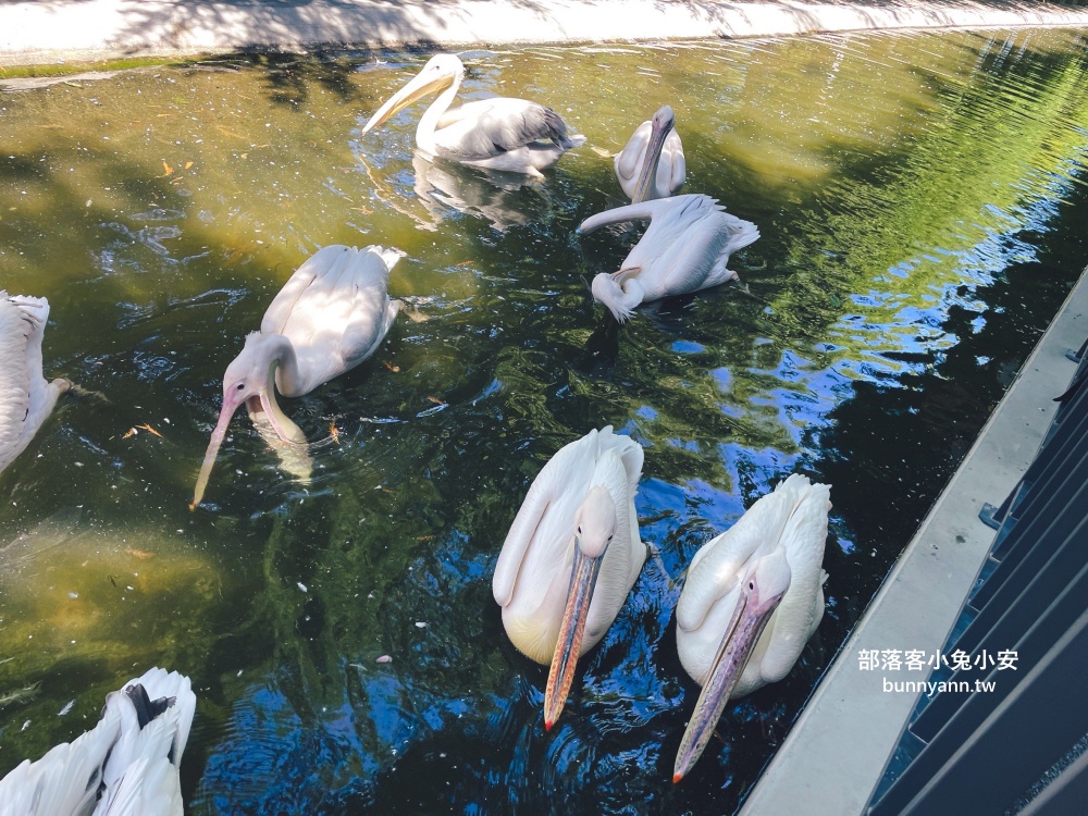 三星鄉【宜蘭樹懶餐廳】張美阿嬤農場2.0版，可愛泰迪羊萌力爆發
