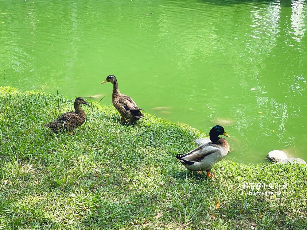 竹北【水圳森林公園】繞著碧綠湖水的步道，來回半小時輕鬆走完。