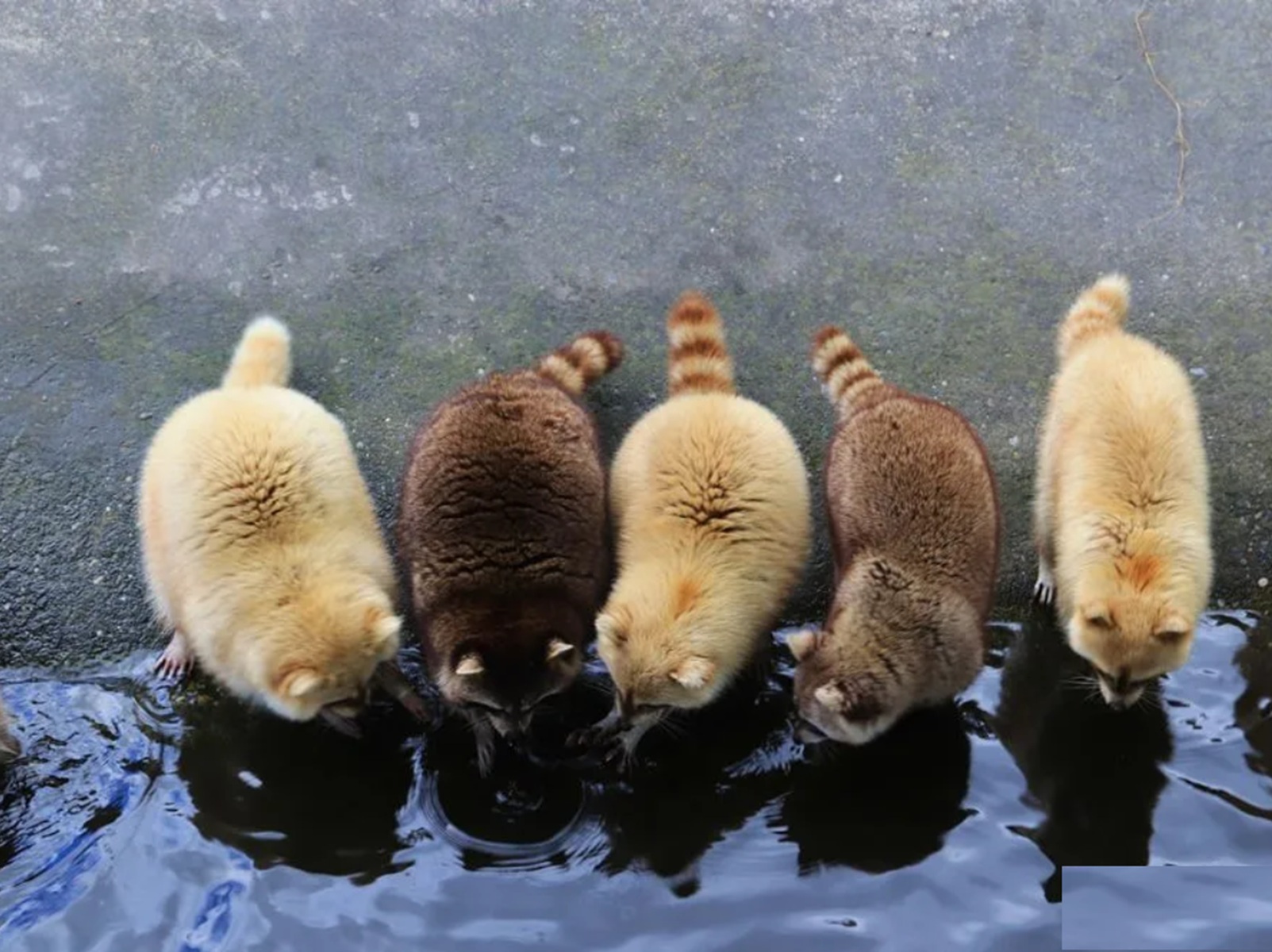 花蓮【墾夢莊園】兆豐農場可愛浣熊，門票優惠、交通方式一次攻略 @小兔小安*旅遊札記