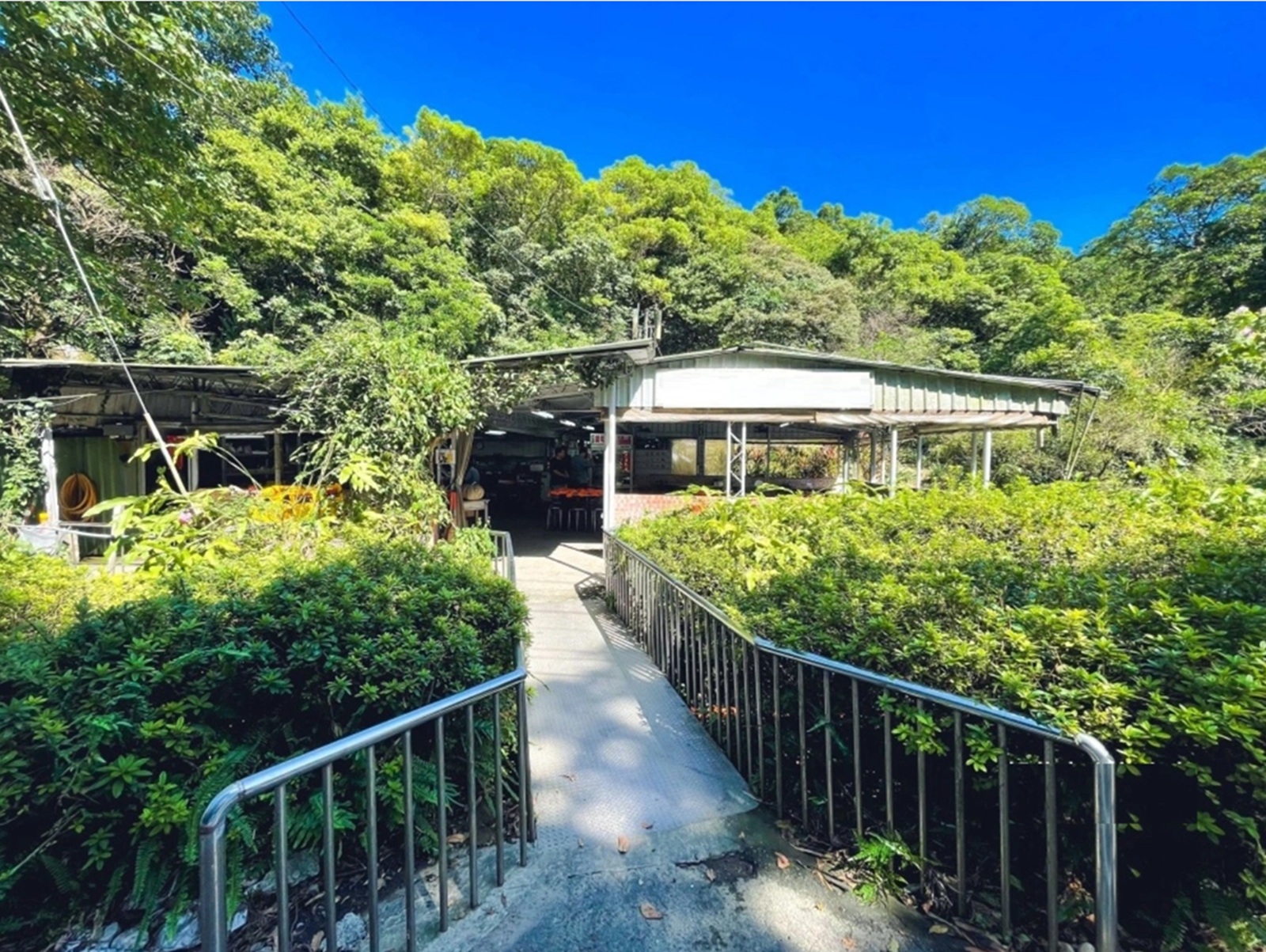 萬里【安安土雞城】沒有門牌跟地址的深山餐廳，白斬雞跟薑母鴨好好吃