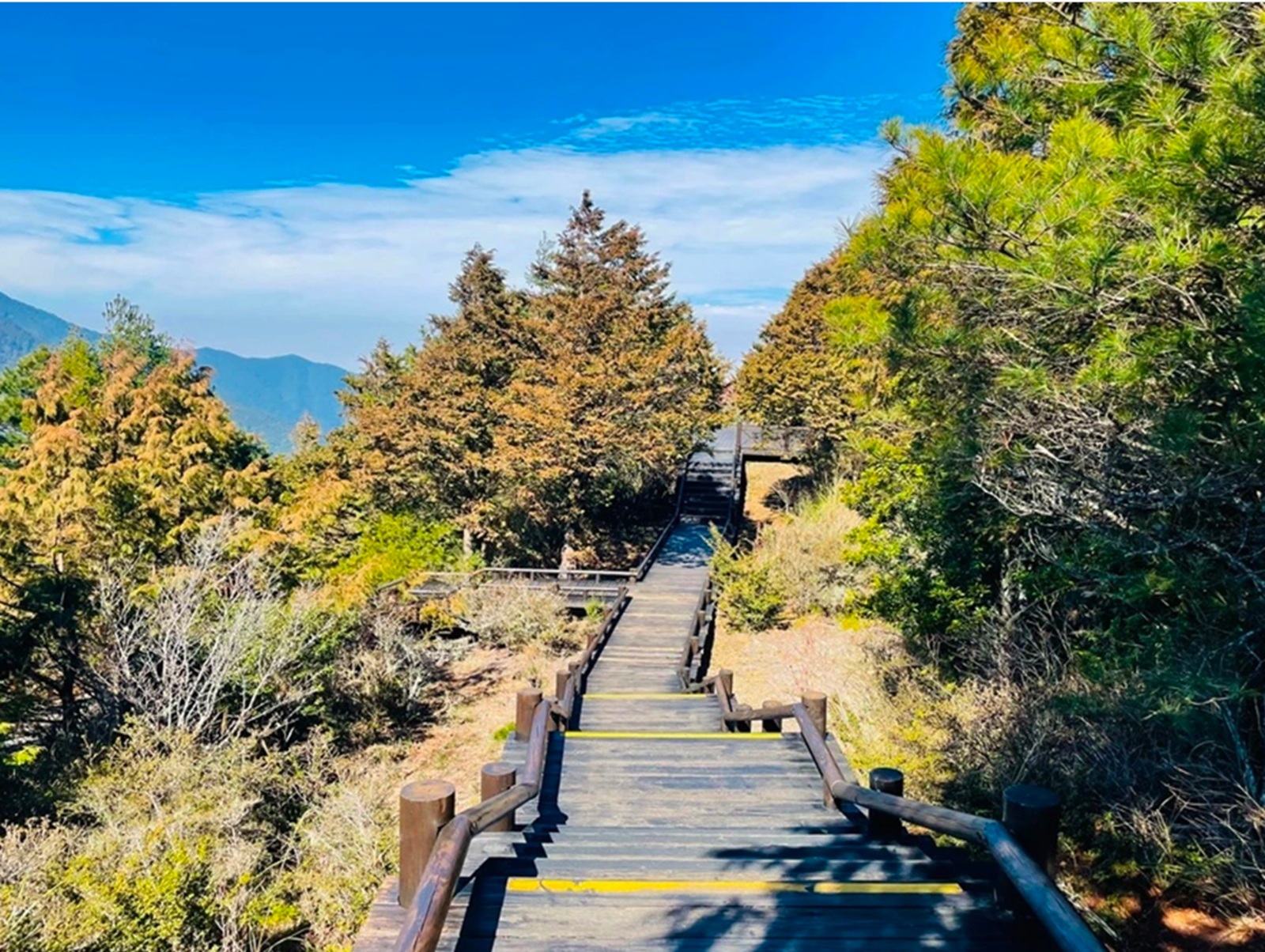 觀霧國家森林遊樂區