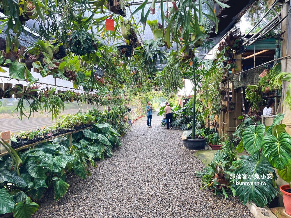 彰化【與你蕨緣】佔地千坪鹿角蕨農場，複合式親子園區免費玩