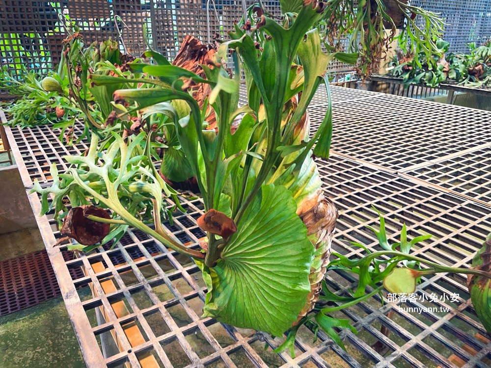 彰化【與你蕨緣】佔地千坪鹿角蕨農場，複合式親子園區免費玩
