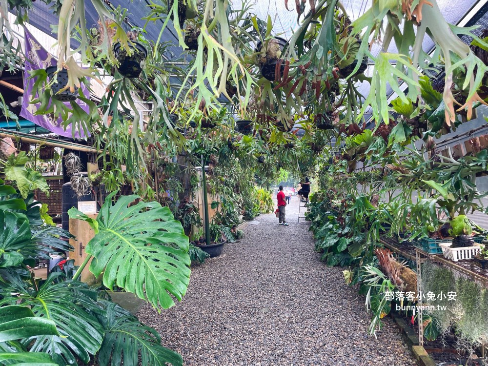 彰化【與你蕨緣】佔地千坪鹿角蕨農場，複合式親子園區免費玩