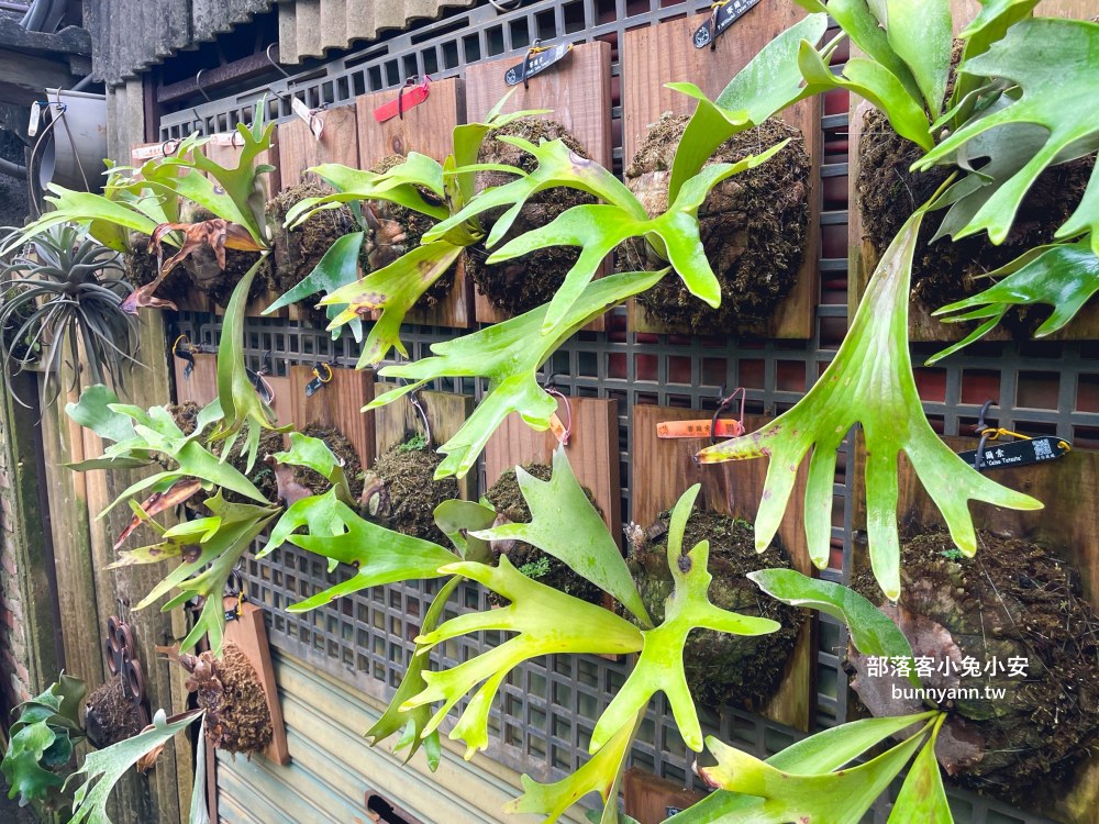 彰化【與你蕨緣】佔地千坪鹿角蕨農場，複合式親子園區免費玩
