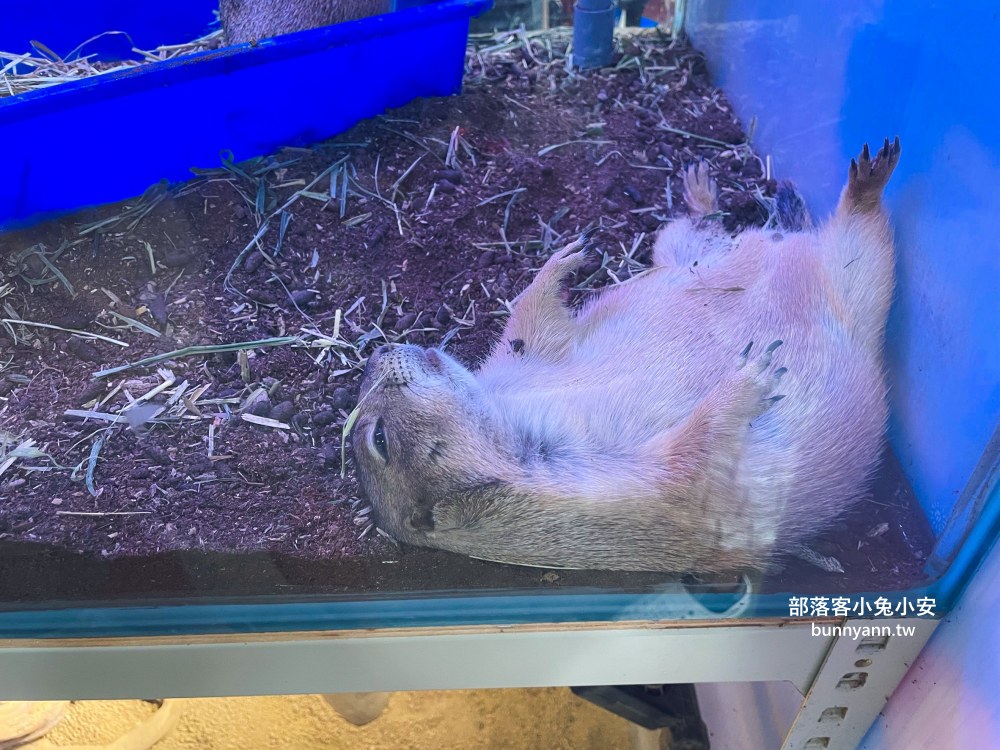 彰化【與你蕨緣】佔地千坪鹿角蕨農場，複合式親子園區免費玩