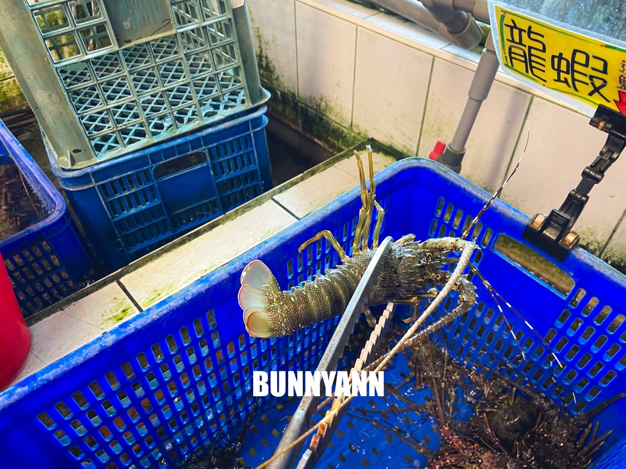 花蓮海產店【055龍蝦海鮮餐廳】超熱門海鮮餐廳！龍蝦與鮑魚便宜賣真強大