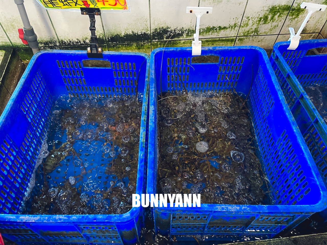 花蓮海產店【055龍蝦海鮮餐廳】超熱門海鮮餐廳！龍蝦與鮑魚便宜賣真強大