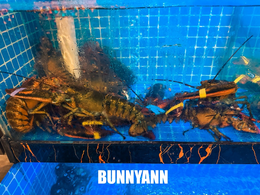一半的人不知道，是鮑魚雞湯店家，每口都有濃郁膠質，龍蝦買一送一也是主打