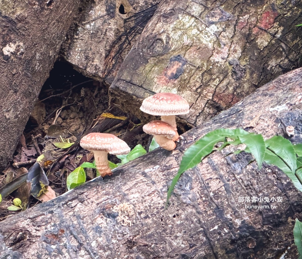 新北【亮山川休閒農場】最大特色就是園區內那條繽紛吸睛的彩色鋼構步道！