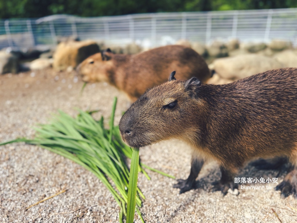 新北【亮山川休閒農場】最大特色就是園區內那條繽紛吸睛的彩色鋼構步道！
