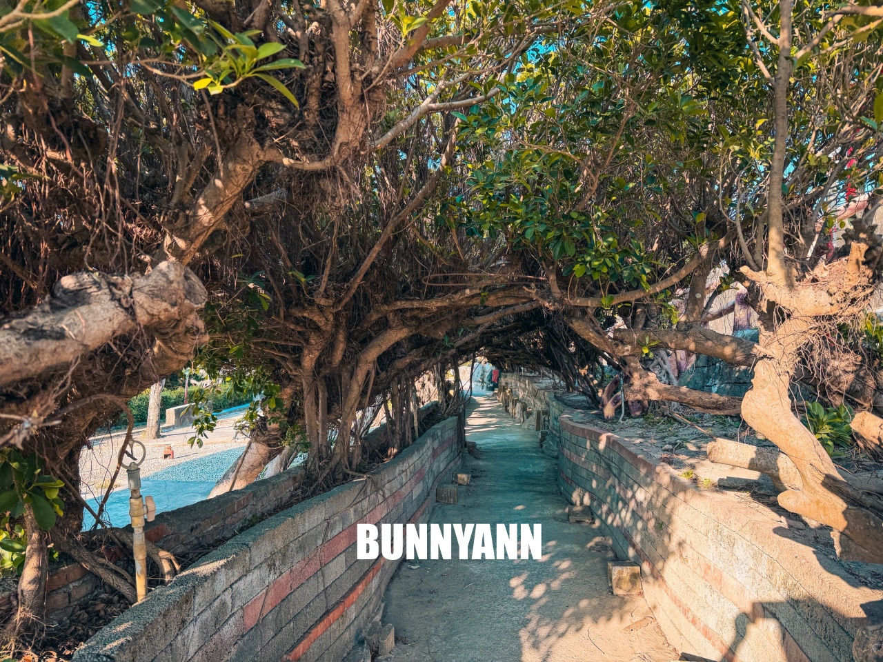 雲林人氣迷宮秘境!五年千歲公園,美拍全台最高彩虹彎橋 雲林人氣迷宮秘境!五年千歲公園,美拍全台最高彩虹彎橋