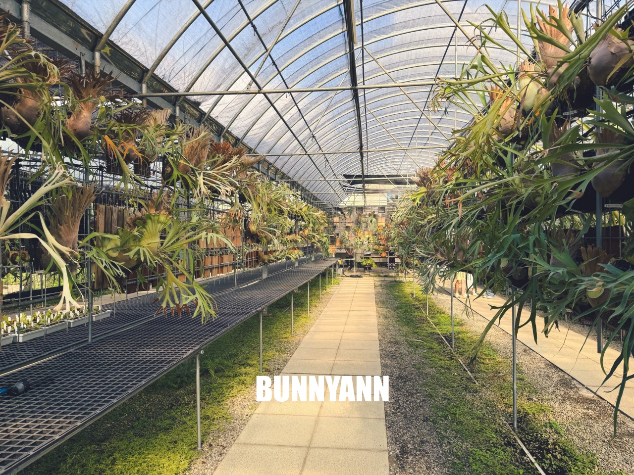 地點有夠偏僻，卻是三千坪鹿角蕨園區，有上千株的鹿角蕨可賞，綠意咖啡廳超美