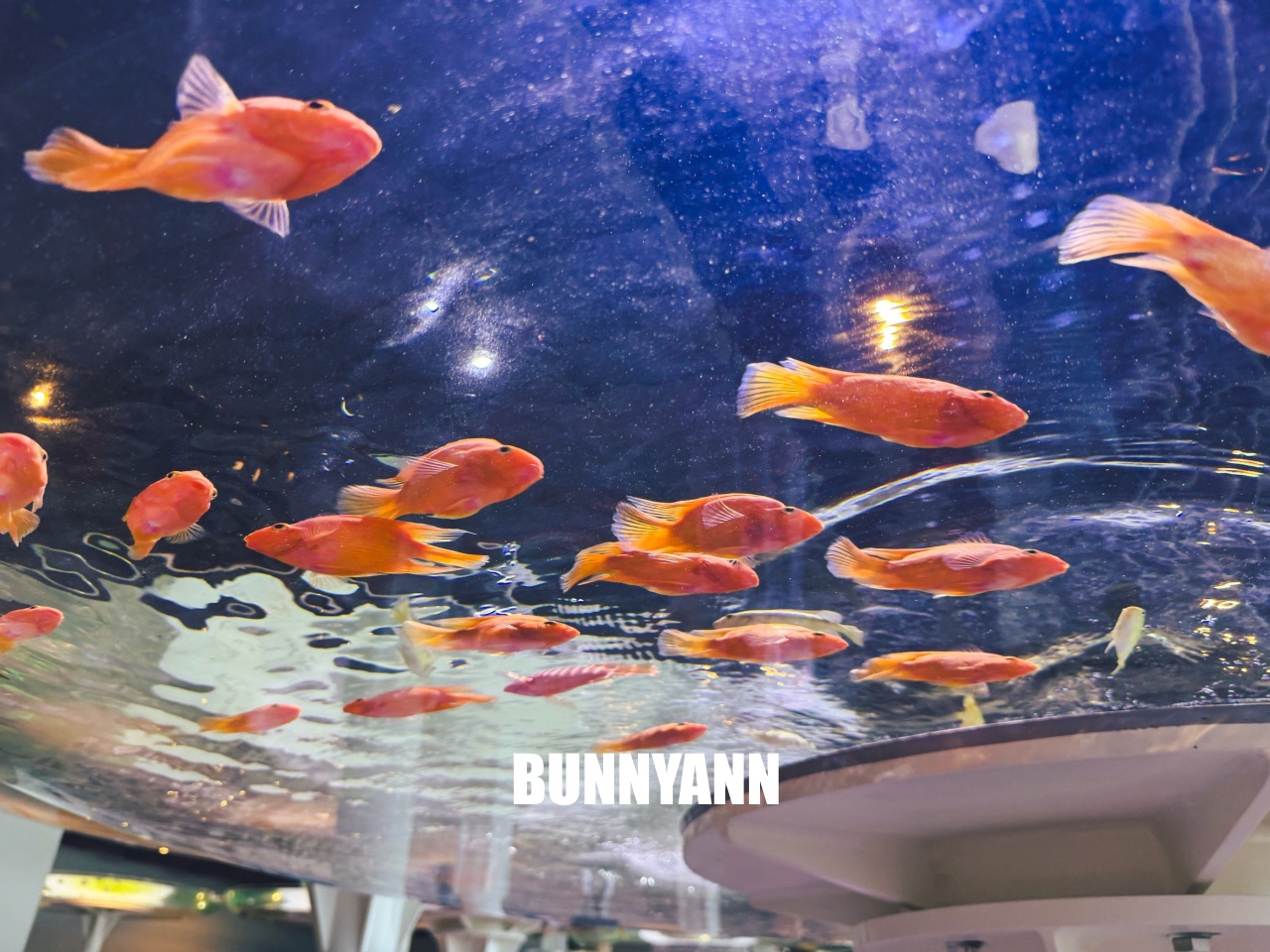 台中梧棲【台中海洋館】漁港旁非常熱門的室內親子水族館