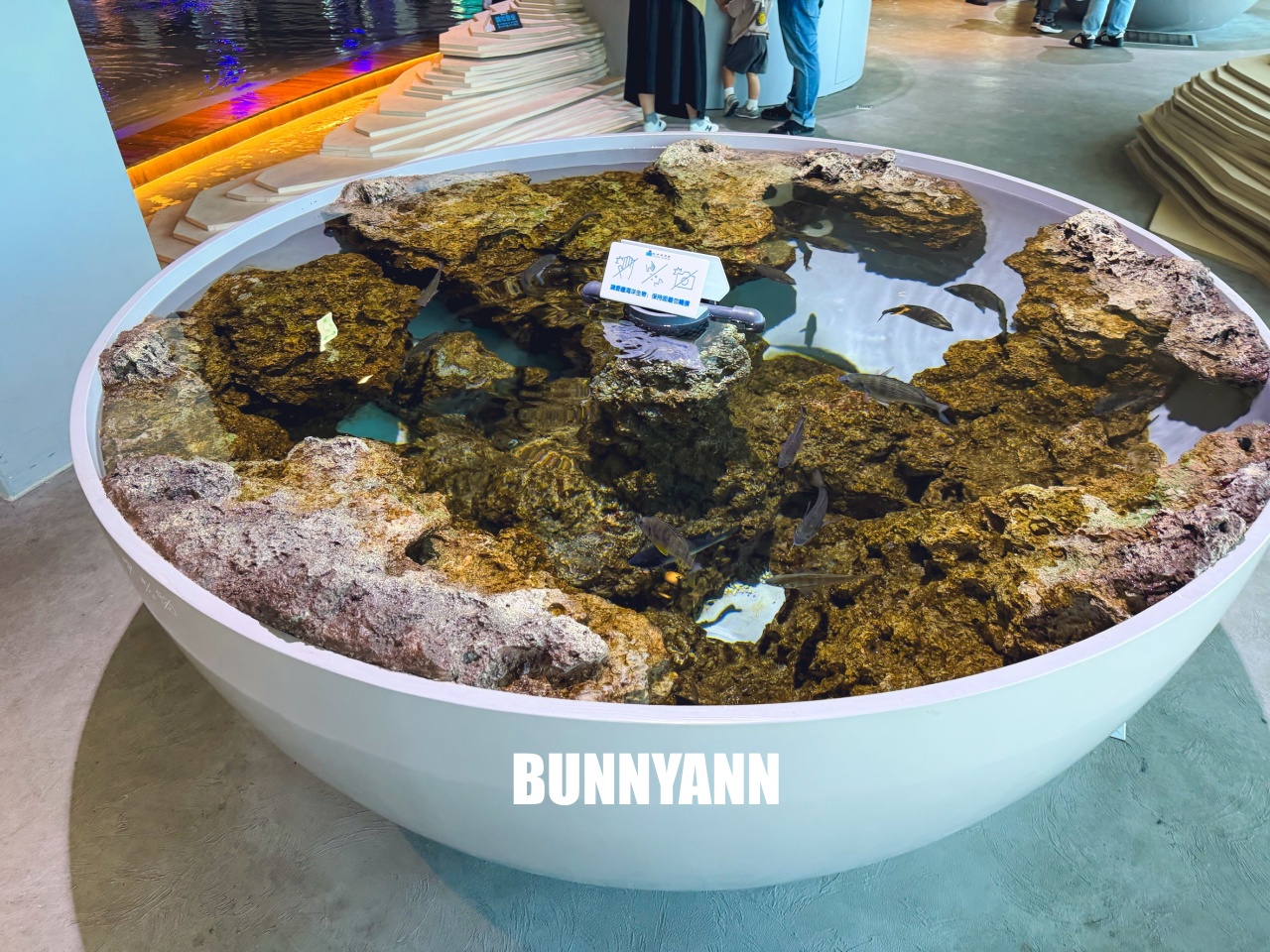 台中梧棲【台中海洋館】漁港旁非常熱門的室內親子水族館