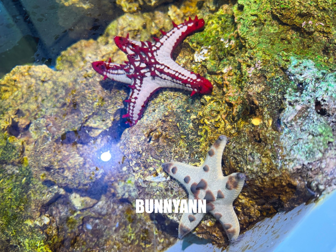 台中梧棲【台中海洋館】漁港旁非常熱門的室內親子水族館