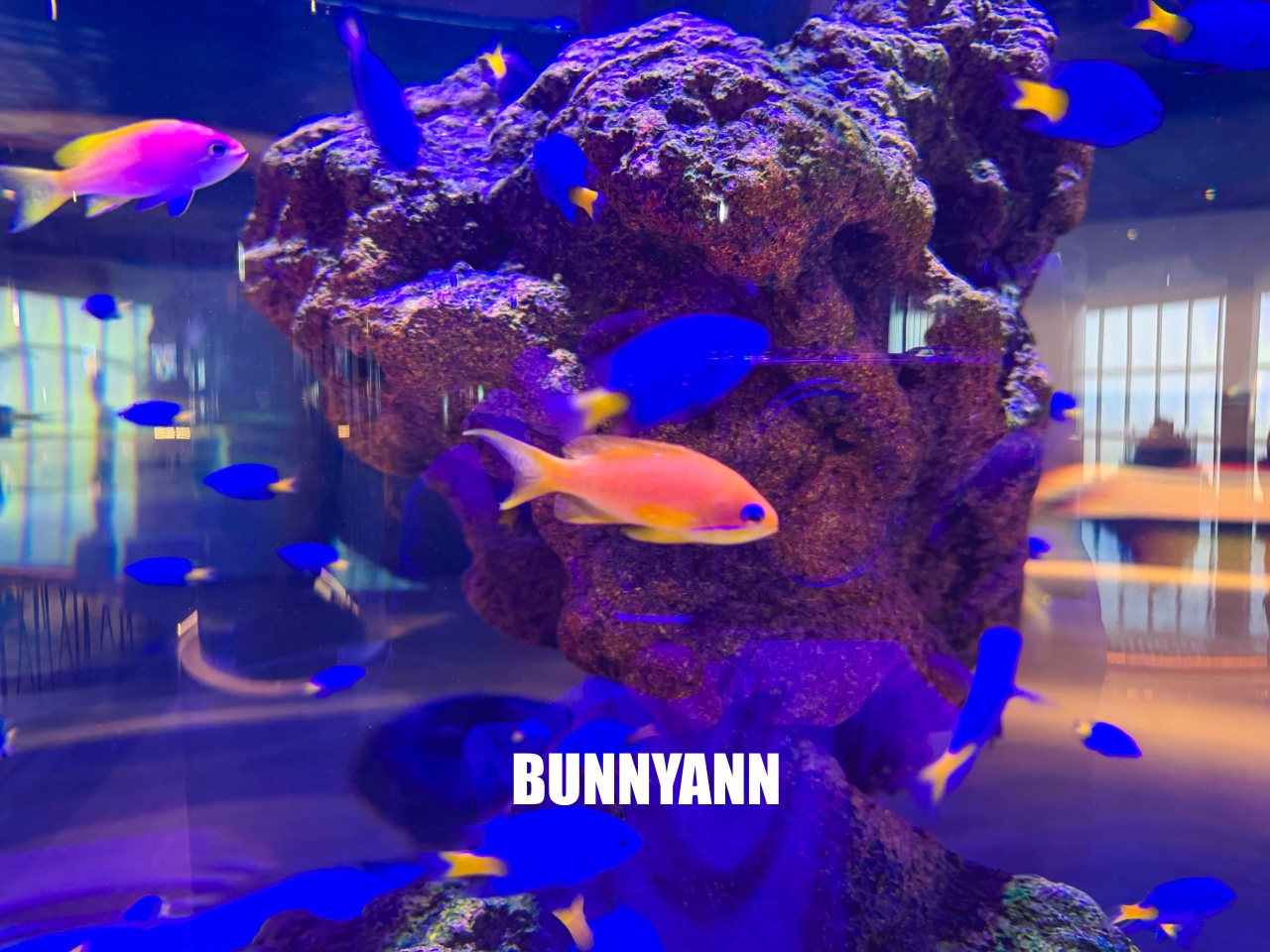 台中梧棲【台中海洋館】漁港旁非常熱門的室內親子水族館