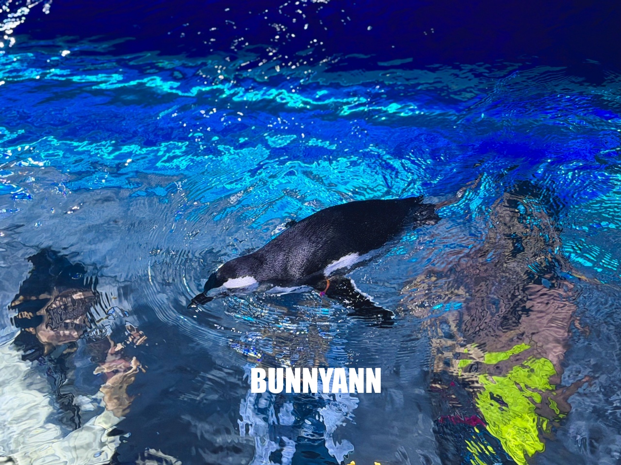 台中梧棲【台中海洋館】漁港旁非常熱門的室內親子水族館