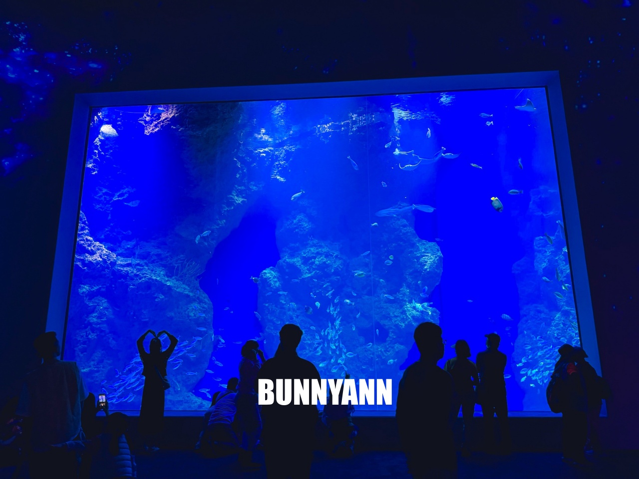 台中梧棲【台中海洋館】漁港旁非常熱門的室內親子水族館