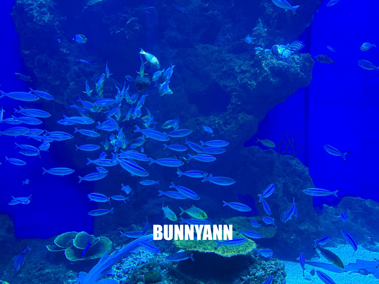 台中梧棲【台中海洋館】漁港旁非常熱門的室內親子水族館