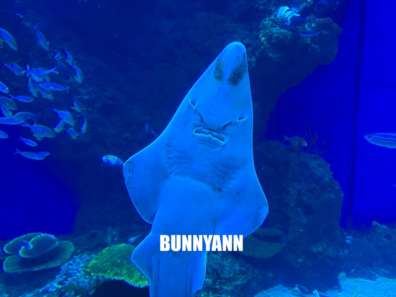 台中梧棲【台中海洋館】漁港旁非常熱門的室內親子水族館