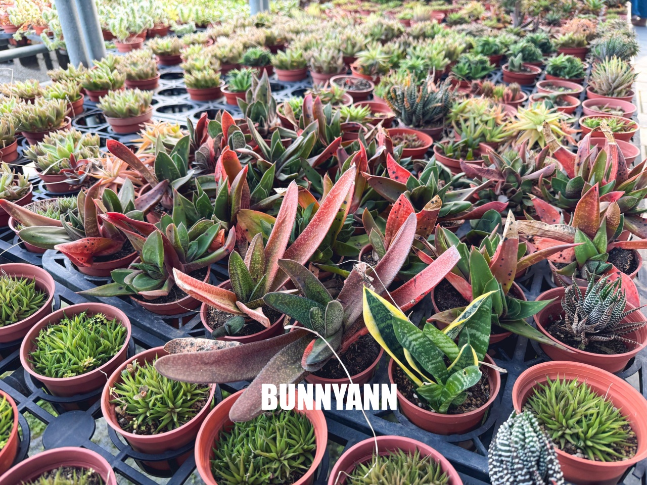 地點有夠鄉下，卻是千坪大鹿角蕨多肉園區，有上千株的多肉盆栽可賞，手作盆栽教室氛圍超好