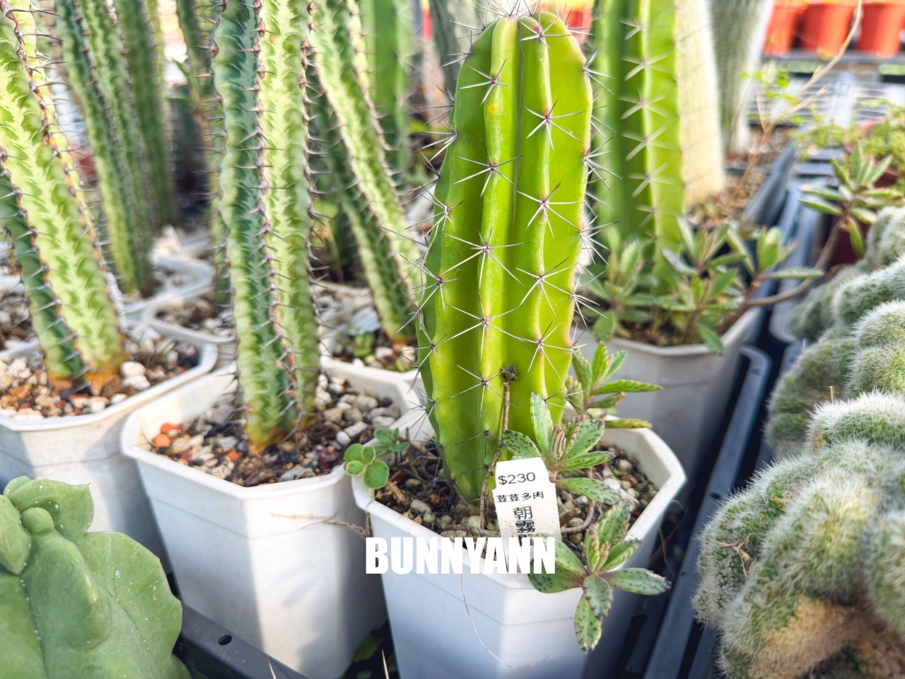 地點有夠鄉下，卻是千坪大鹿角蕨多肉園區，有上千株的多肉盆栽可賞，手作盆栽教室氛圍超好