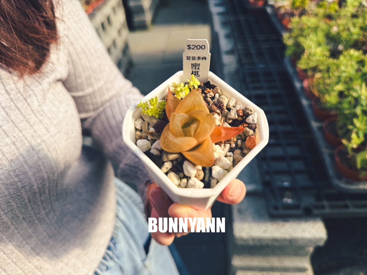 地點有夠鄉下，卻是千坪大鹿角蕨多肉園區，有上千株的多肉盆栽可賞，手作盆栽教室氛圍超好