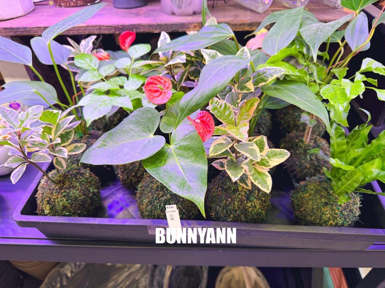 地點有夠鄉下，卻是千坪大鹿角蕨多肉園區，有上千株的多肉盆栽可賞，手作盆栽教室氛圍超好