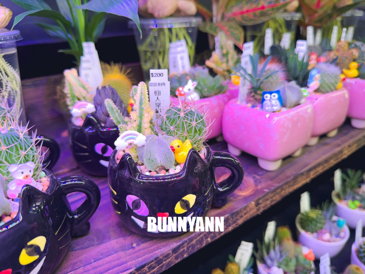 地點有夠鄉下，卻是千坪大鹿角蕨多肉園區，有上千株的多肉盆栽可賞，手作盆栽教室氛圍超好