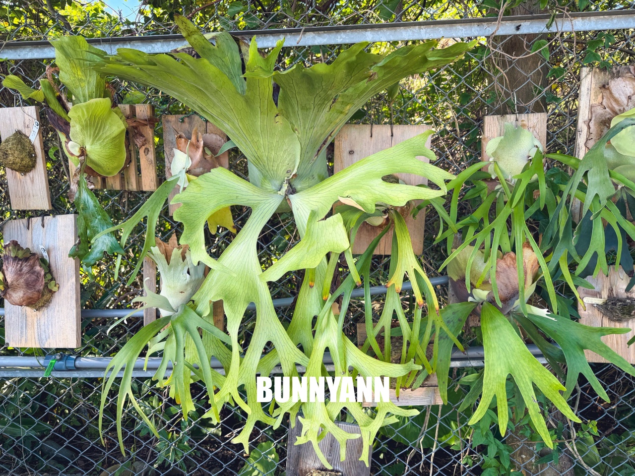 地點有夠鄉下，卻是千坪大鹿角蕨多肉園區，有上千株的多肉盆栽可賞，手作盆栽教室氛圍超好