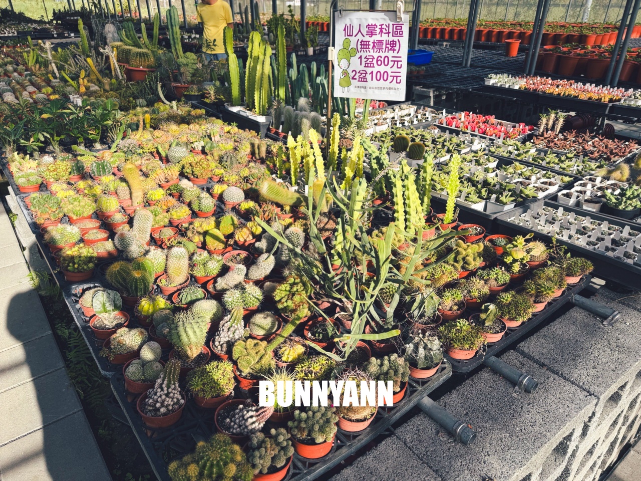 地點有夠鄉下，卻是千坪大鹿角蕨多肉園區，有上千株的多肉盆栽可賞，手作盆栽教室氛圍超好