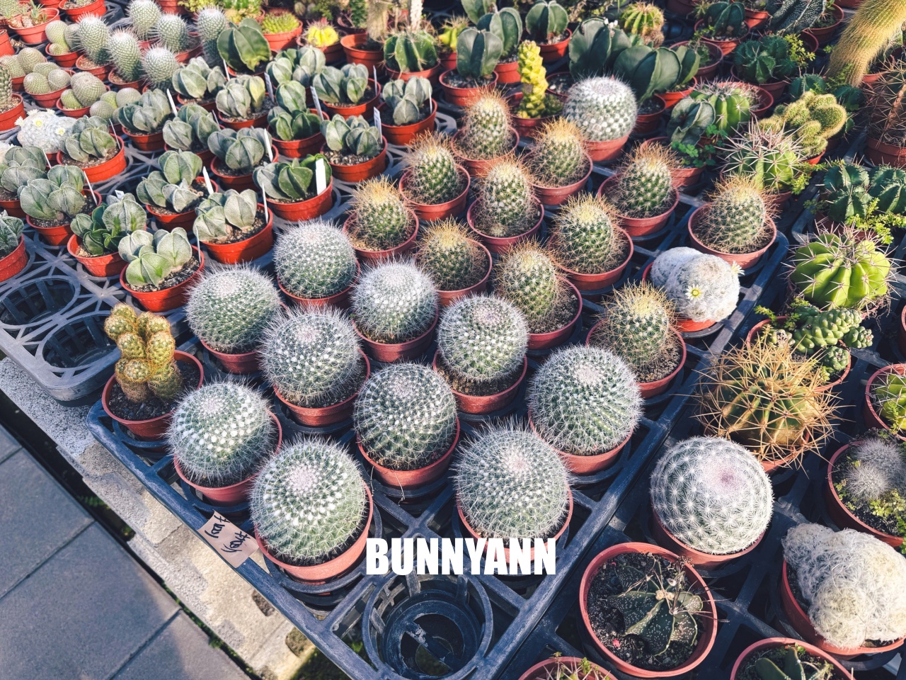 地點有夠鄉下，卻是千坪大鹿角蕨多肉園區，有上千株的多肉盆栽可賞，手作盆栽教室氛圍超好