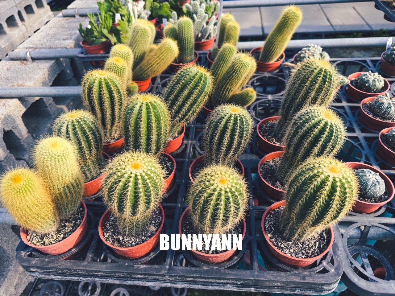 地點有夠鄉下，卻是千坪大鹿角蕨多肉園區，有上千株的多肉盆栽可賞，手作盆栽教室氛圍超好