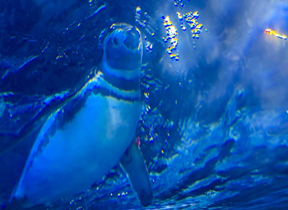 台中梧棲【台中海洋館】漁港旁非常熱門的室內親子水族館