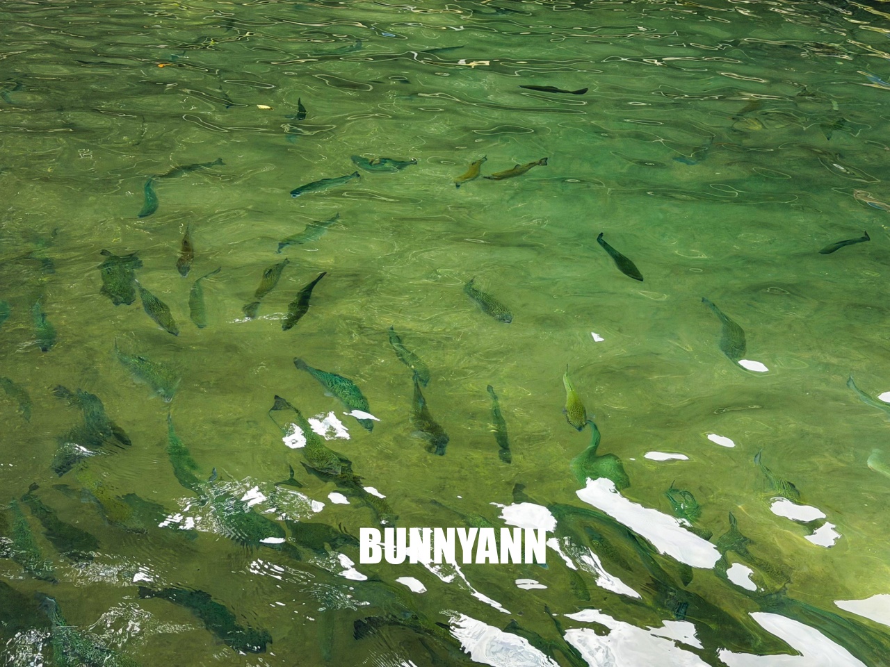 雙連埤美食「苦花大王」釣魚餐廳！自己吃的鱘龍魚自己釣起來煮