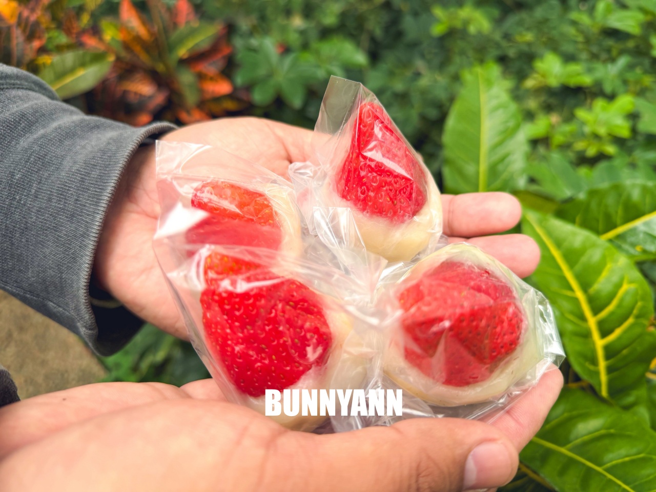 蘆洲美食【幸福麻糬春と秋】季節限定草莓大福與麝香葡萄,傳統手工麻糬超欠吃! 蘆洲美食【幸福麻糬春と秋】季節限定草莓大福與麝香葡萄,傳統手工麻糬超欠吃!