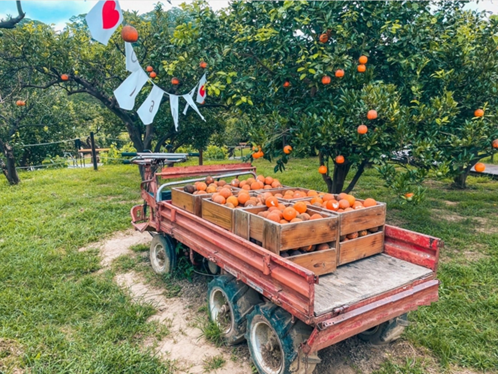 苗栗頭屋橙香森林，藏在橘子園裡的玻璃屋下午茶超放鬆