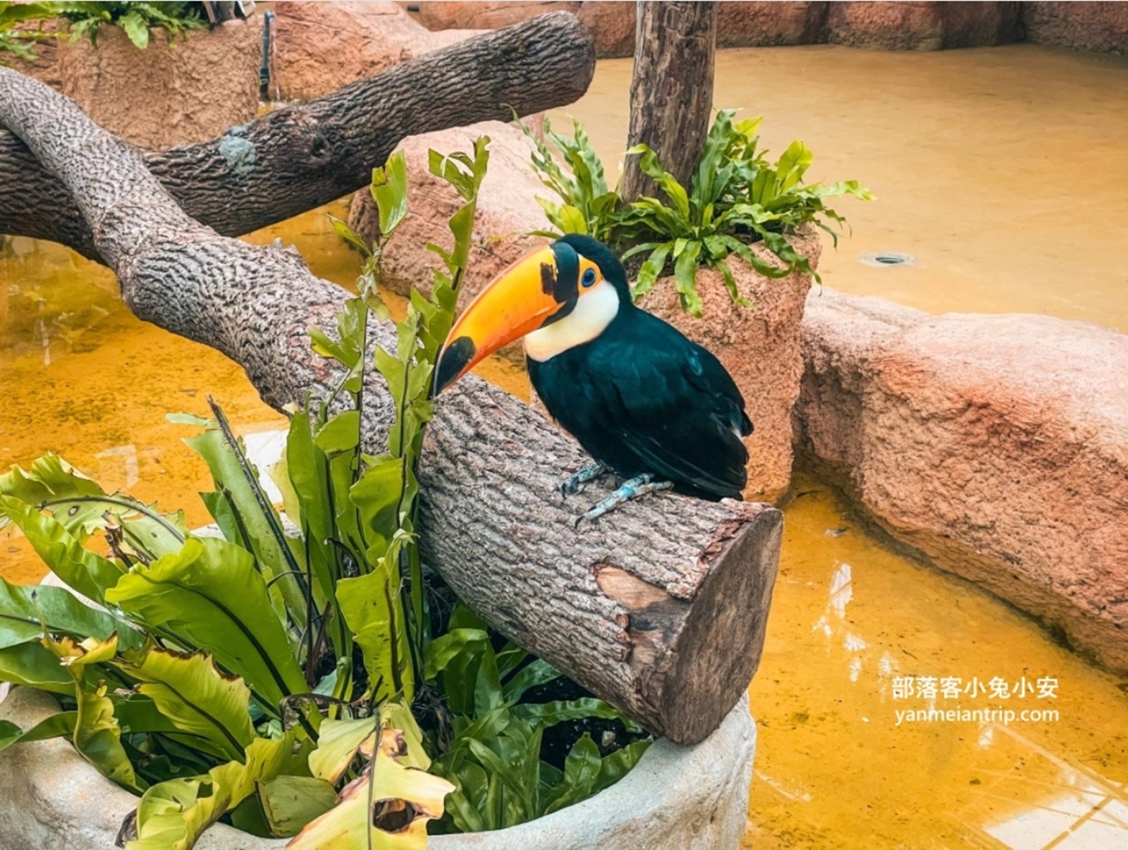 宜蘭【蘭陽動植物王國】划輪胎船好好玩，全台首個澳洲袋鼠互動在這裡 @小兔小安*旅遊札記
