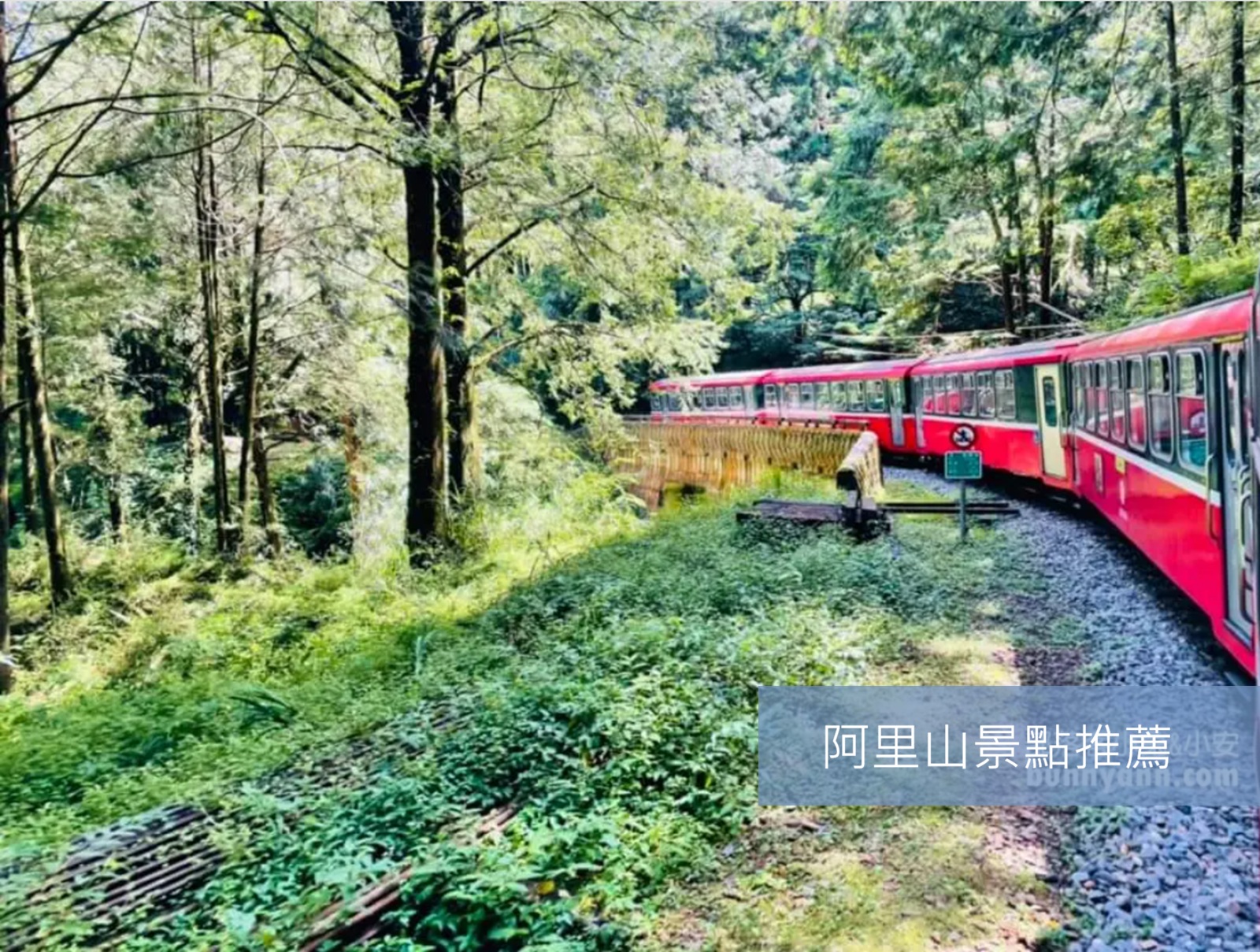 嘉義【阿里山景點】推薦15個必訪！絕美森林步道配景觀咖啡，一日遊這樣玩最順