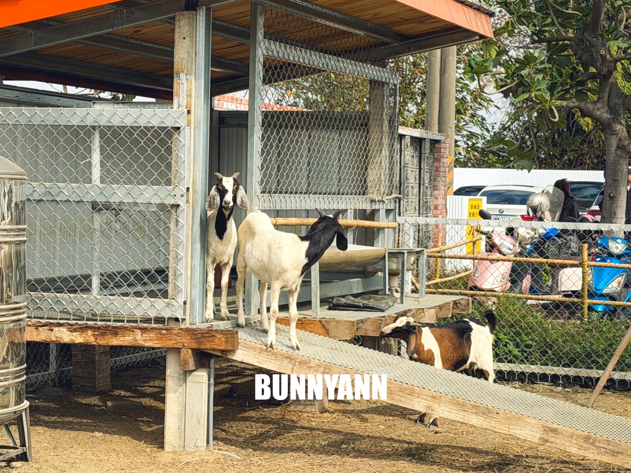 雲林新景點！虎珍堂森之院，日系庭院美如畫，餵魚、看小羊，還能品嚐超厲害地瓜甜點！