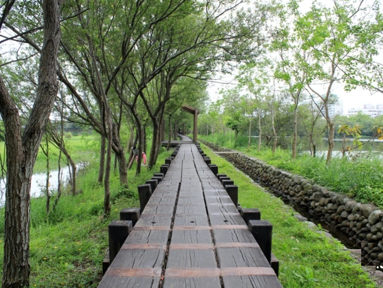 宜蘭最Chill森林步道！羅東林業文化園區必走的湖畔步道與懷舊火車頭