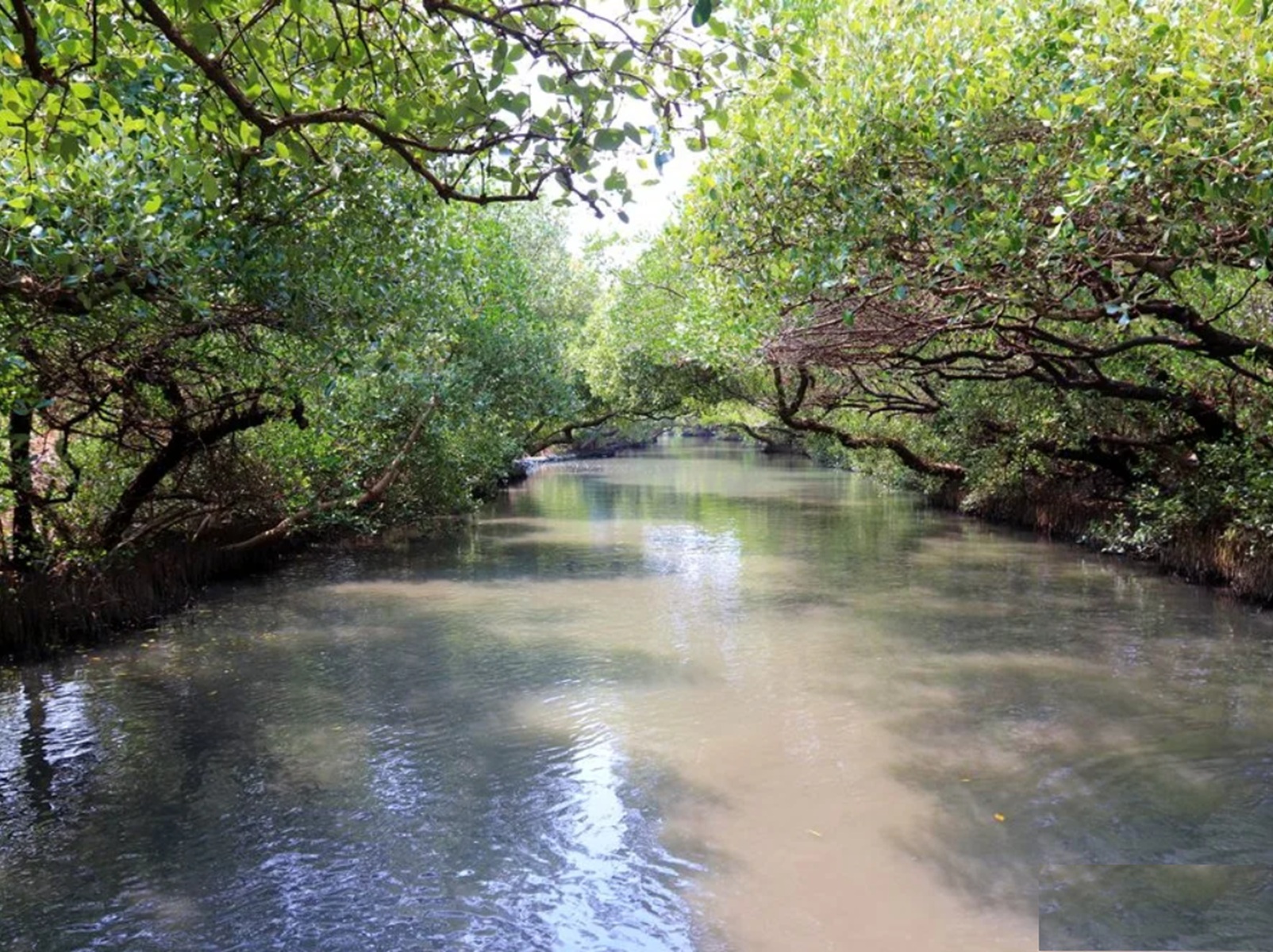 台南【四草綠色隧道】30分鐘船程的竹筏體驗，生態、景色和導覽每個過程都好棒!