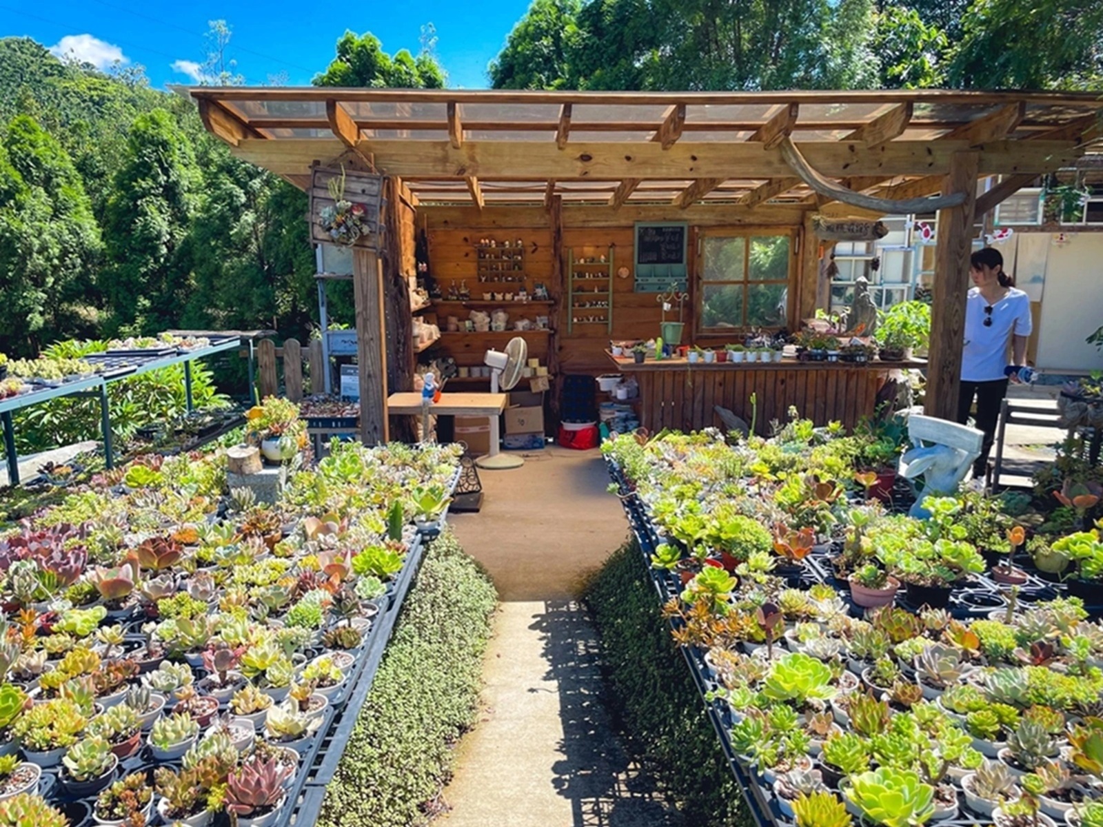 繞山花多肉秘境「桃園三和青創基地」擁有無限多的多肉植栽可以買回家
