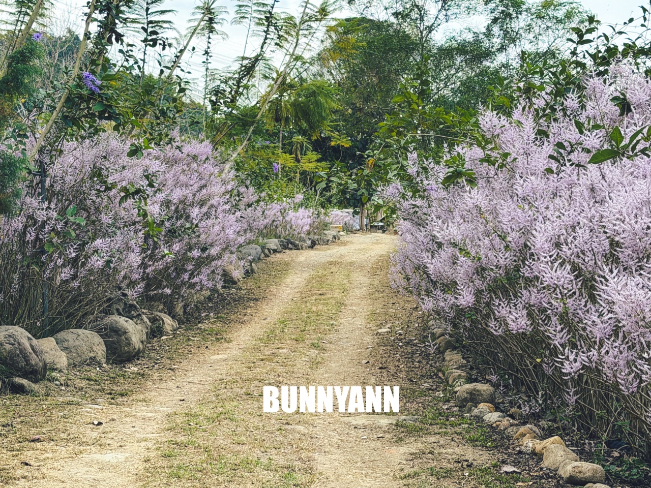 南投中寮溪畔秘境，粉紅麝香木花海大爆發，溪畔鋼琴美到像仙境！